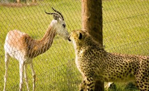 cheetah and gazelle